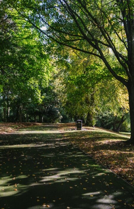 A vertical shot of a pathway in the middle of the tall trees of a forest